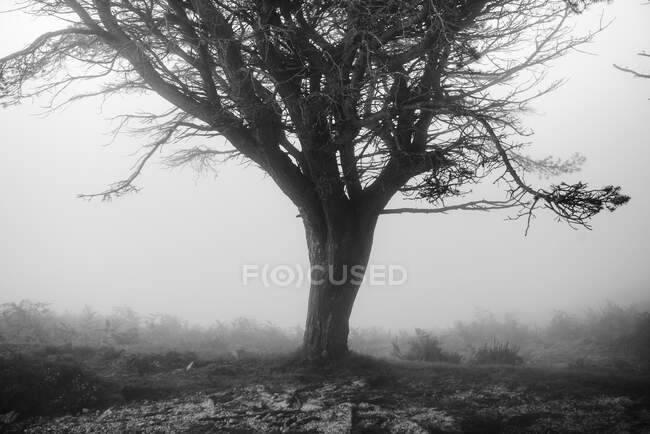Herbstwald neblig bewölkte Landschaft mit altem großen Baum im herbstlichen Wald — Stockfoto
