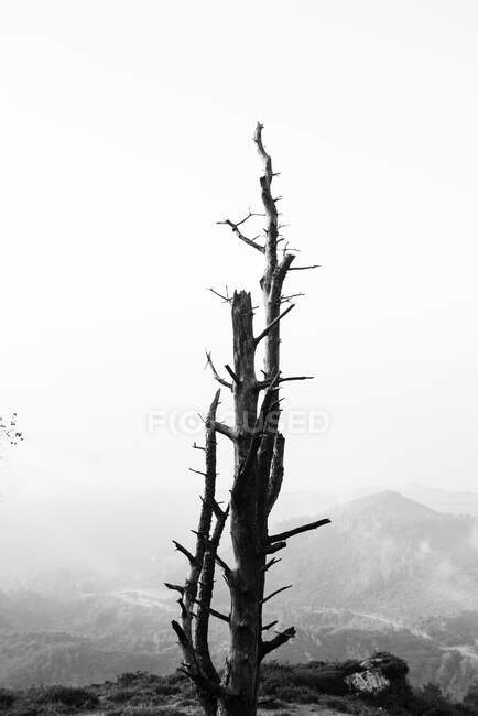 Paisagem de floresta outonal com árvore grande velha em floresta outonal — Fotografia de Stock