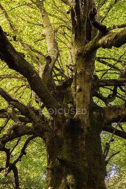 Барвистий автентичний лісовий пейзаж зі старим великим деревом в автентичному лісі в сонячний день — стокове фото