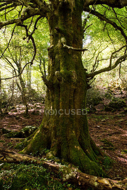 Colorato paesaggio foresta autunnale con vecchio grande albero nella foresta autunnale nella giornata di sole — Foto stock