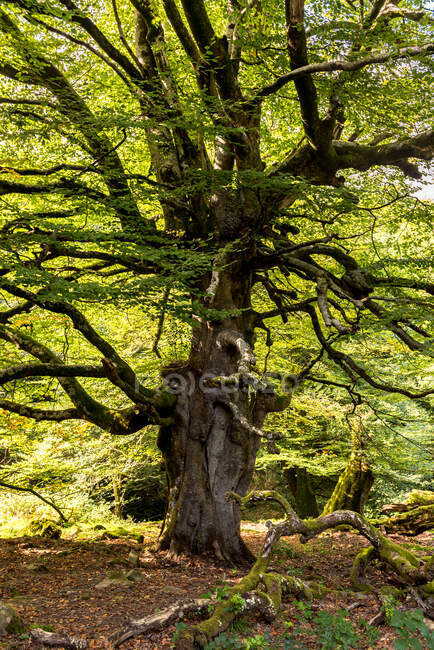Colorido paisaje forestal otoñal con viejo árbol grande en bosque otoñal en día soleado - foto de stock