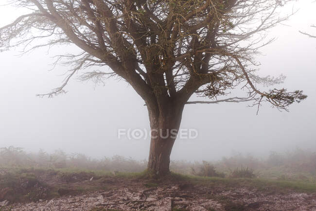 Foresta autunnale nebbioso paesaggio nuvoloso con vecchio grande albero nella foresta autunnale — Foto stock