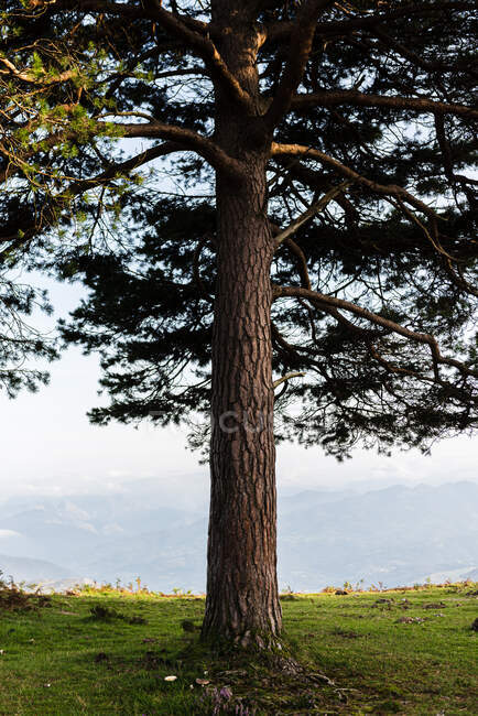 Bunte herbstliche Waldlandschaft mit altem großen Baum im herbstlichen Wald an sonnigen Tagen — Stockfoto