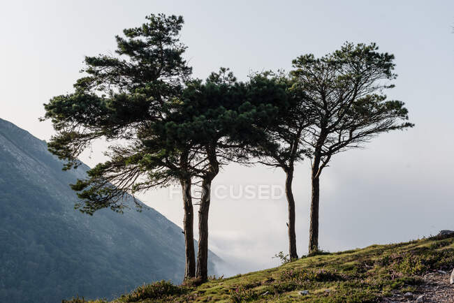 Bunte herbstliche Waldlandschaft mit alten großen Bäumen im herbstlichen Wald an sonnigen Tagen — Stockfoto