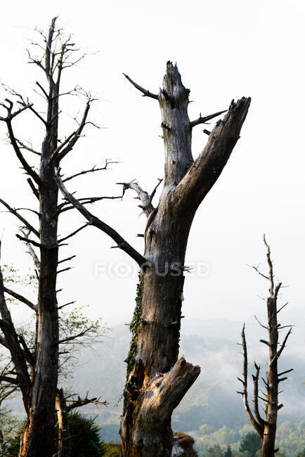 Colorato paesaggio foresta autunnale con vecchio grande albero nella foresta autunnale nella giornata di sole — Foto stock