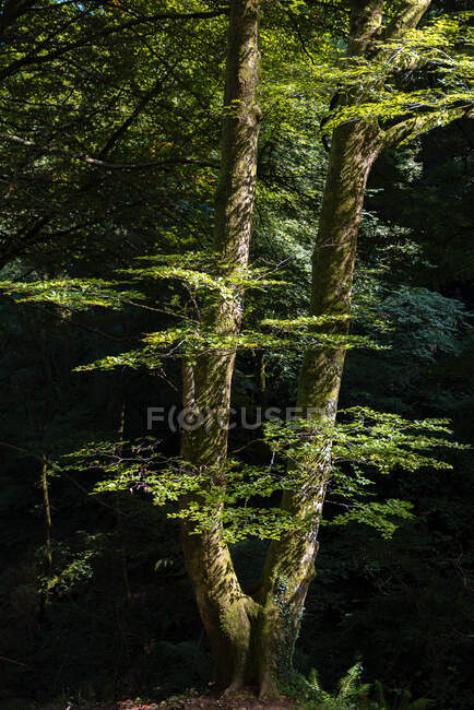 Colorido paisaje forestal otoñal con viejo árbol grande en bosque otoñal en día soleado - foto de stock