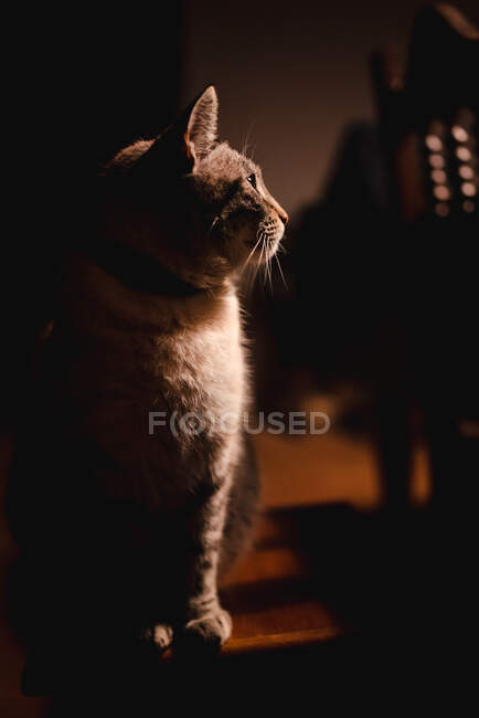 Entzückende ernsthafte Katze mit langem gesunden Schnurrbart in einem dunklen Raum — Stockfoto