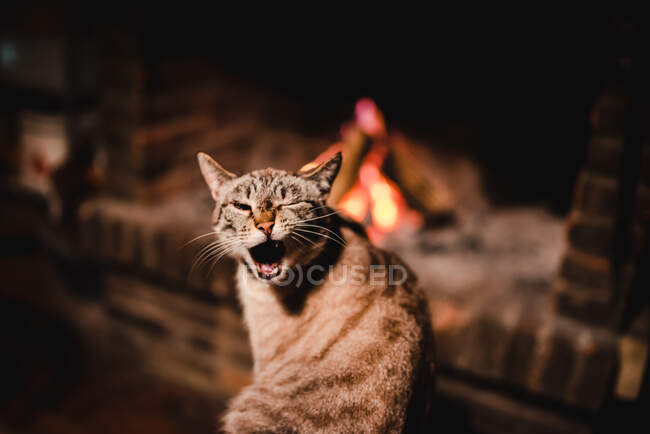 Adorable gato serio con bigote largo y saludable cerca de la chimenea en una habitación oscura - foto de stock