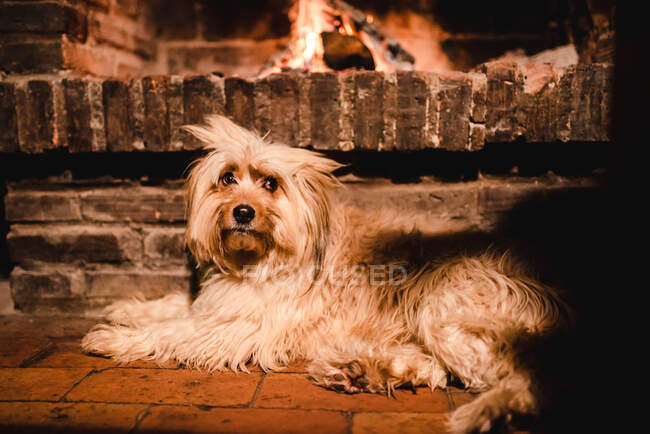 From above of peaceful purebred Yorkshire terrier lying near fireplace at home looking away — Stock Photo
