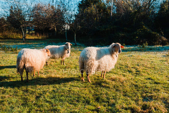 Long haired sheep grazing on green field in countryside in sunny autumn day — Stock Photo