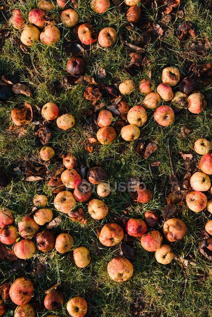 Vista superior de maçãs maduras e podres caídas no gramado verde no jardim — Fotografia de Stock