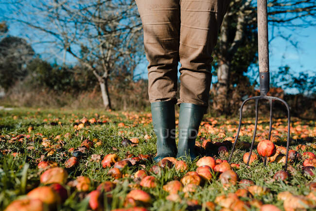 Faceless farmer with pitchfork harvesting fallen mature and rotten apples on green lawn in garden — Stock Photo