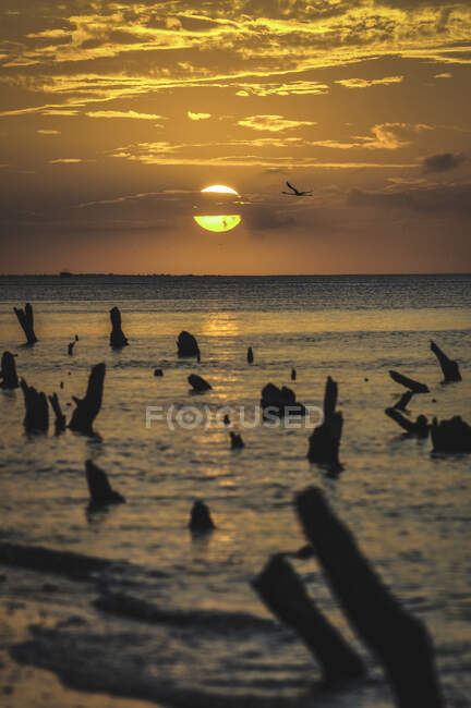 Помаранчевий захід сонця і літаючий птах у хмарному небі, що відображає спокійний океан з фрагментами дерева — стокове фото