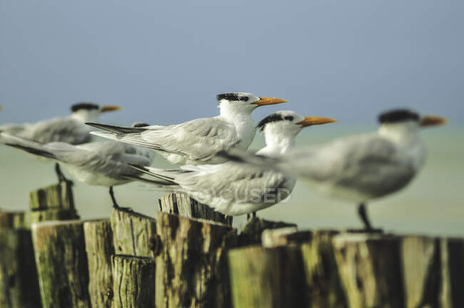 Vista lateral de gaivotas incríveis com bicos de laranja sentados em tocos de árvore e olhando para longe — Fotografia de Stock