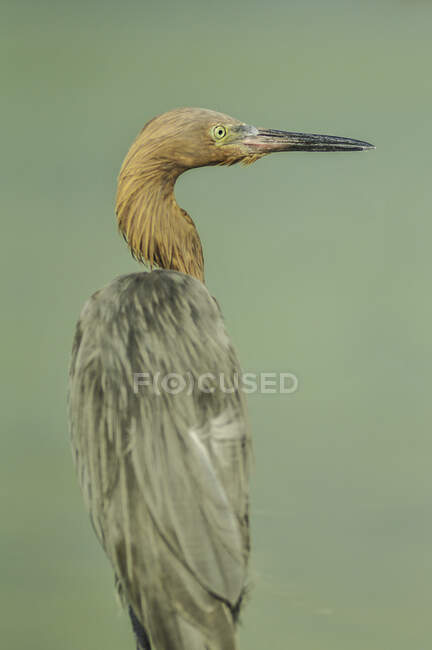 Back view of gray calm heron turning aside and looking away — Stock Photo