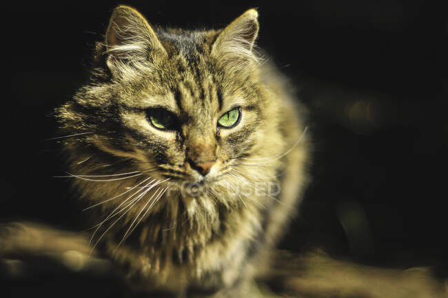 Симпатичный серьезный кот с зелеными глазами и здоровыми усами, сидящий на солнечном свете и отворачивающийся — стоковое фото