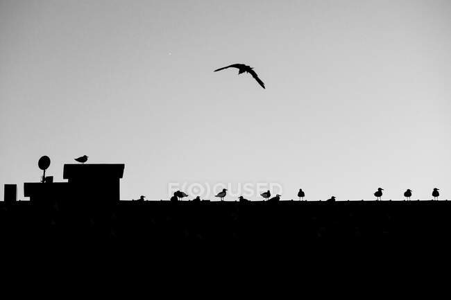 Paesaggio drammatico con uccelli seduti in cima a una recinzione a muro — Foto stock