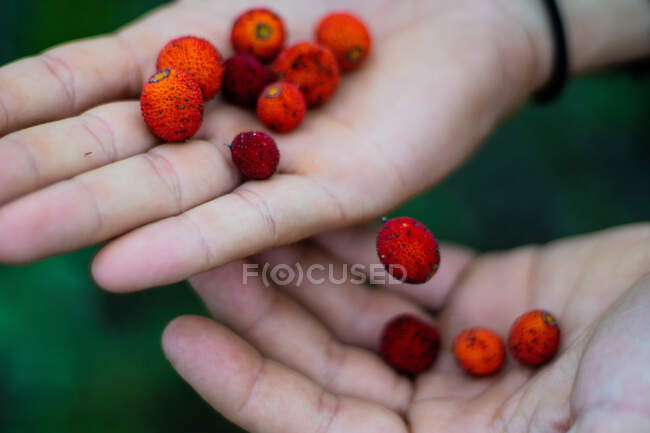 From above bright red berries in hand of crop person gathering harvest in garden — Stock Photo