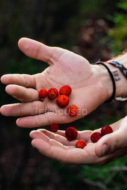 Зверху яскраво-червоні ягоди в руках врожаю людини, що збирає урожай в саду — стокове фото