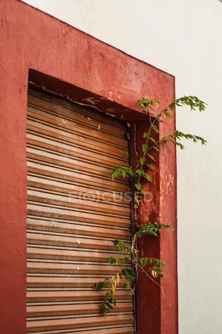 Pared Shabby coloreada en ventanas rojas con cegador marrón en día brillante - foto de stock