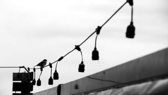 Dramatische Landschaft eines kleinen Vogels auf Draht sitzend mit Glühbirnen unter grauem Himmel — Stockfoto