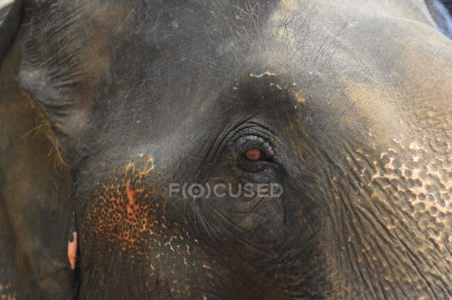 Recortar la cara gris grande de elefante sabio mirando con atención con pequeños ojos marrones en el día de luz - foto de stock