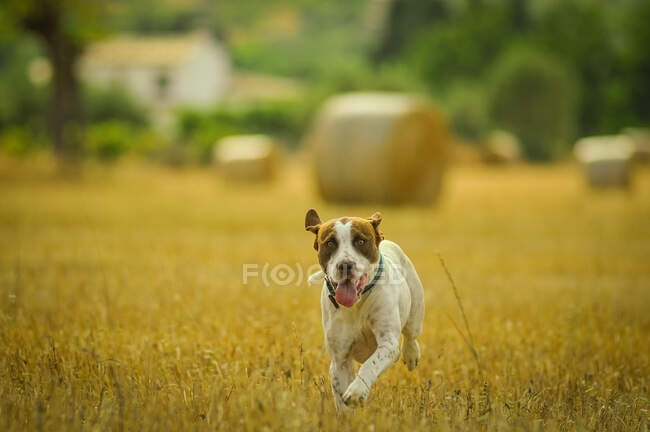 Alegre Jack Russell Terrier con la boca abierta y la lengua hacia fuera con el collar corriendo en el campo en el campo mirando a la cámara - foto de stock