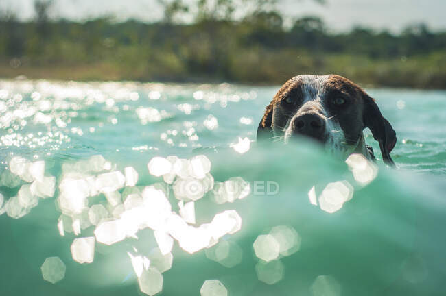 Adorable strong dog enjoying swimming in wavy turquoise water in sunny day — Stock Photo