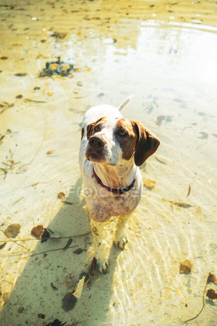 Активний собака ходить у воді на пляжі під час теплого заходу вечірнього світла — стокове фото