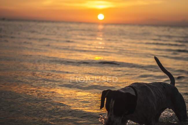 Активная собака, гуляющая в воде на пляже во время теплого заката вечернего света — стоковое фото
