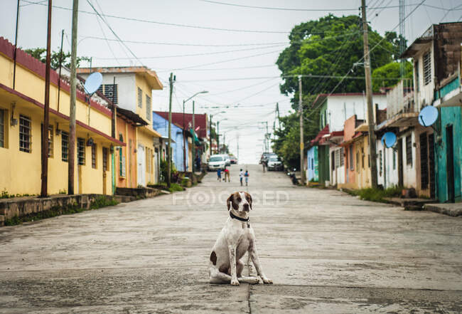 Cute white dog with brown spot sitting on asphalt street along colorful houses in gray day — Stock Photo
