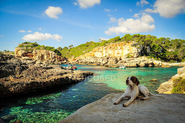 Small dog standing on rock near stream and cave looking at camera — Stock Photo