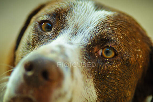 Recortado cerca lindo perro mirando a la cámara con el ojo lleno de arena sobre fondo borroso - foto de stock