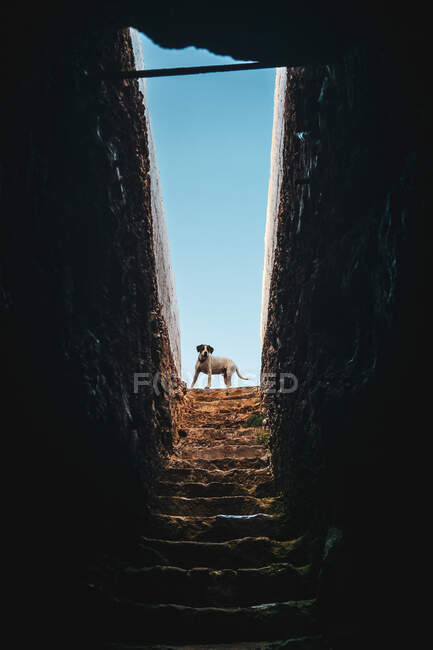 Small dog standing on ruined cave dark stairs — Stock Photo
