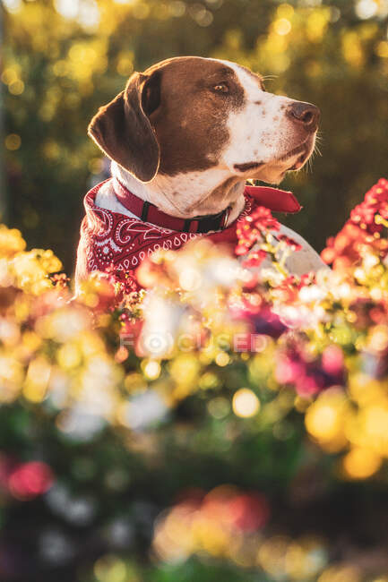 Mignon chien avec écharpe autour du cou dans la rue pleine de fleurs regardant loin — Photo de stock