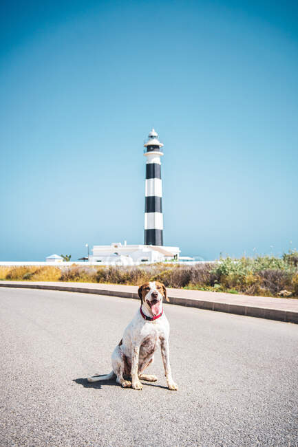 Carino cane bianco con macchia marrone sulla strada con faro sullo sfondo guardando la fotocamera — Foto stock