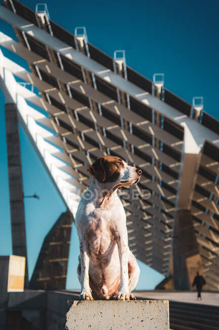 Von unten trauriger Terrier mit Halsband, der auf Stuhl im Stadion sitzt und wegschaut — Stockfoto