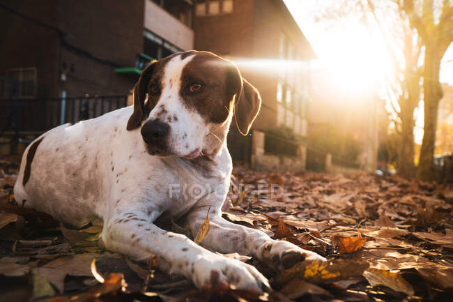 Cão branco bonito com mancha marrom deitado na rua cheio de folhas de árvore de outono durante o pôr do sol olhando para longe — Fotografia de Stock