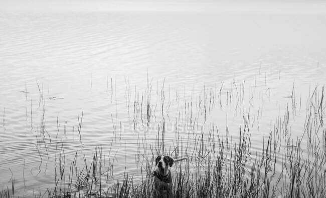 Cão ativo andando na água na praia olhando para longe — Fotografia de Stock