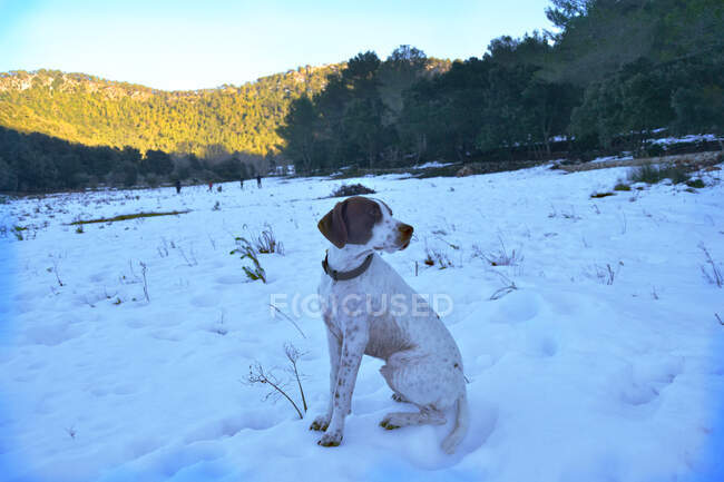 Von oben ein ruhiger reinrassiger Terrier mit Halsband, der auf Schnee im Feld sitzt und wegschaut — Stockfoto