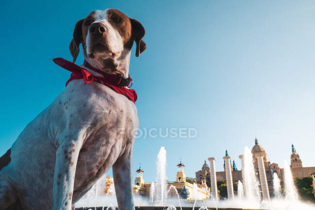 Знизу милий білий собака з шарфом навколо шиї, що сидить на вулиці з замком і фонтаном на фоні — стокове фото
