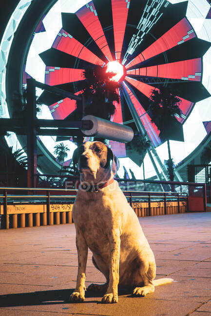 Hund sitzt auf der Straße mit bunt beleuchtetem Riesenrad in der nächtlichen Stadtlandschaft im Hintergrund — Stockfoto