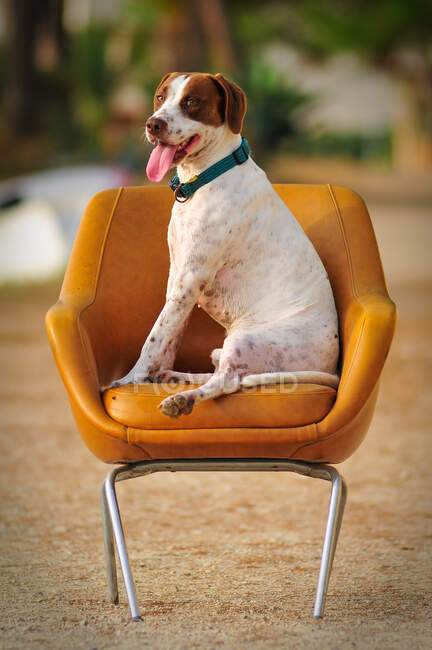 Alegre Jack Russell Terrier con la boca abierta y la lengua hacia fuera sentado en la silla en la playa mirando hacia otro lado - foto de stock