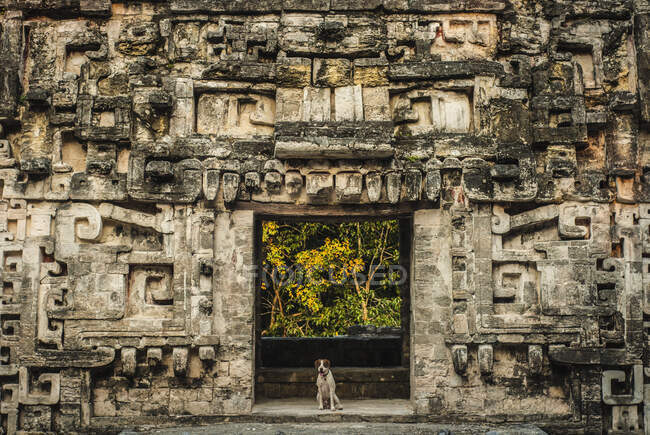 Tipo feliz Jack Russell Terrier com a boca aberta e língua para fora sentado perto do edifício envelhecido olhando para a câmera — Fotografia de Stock