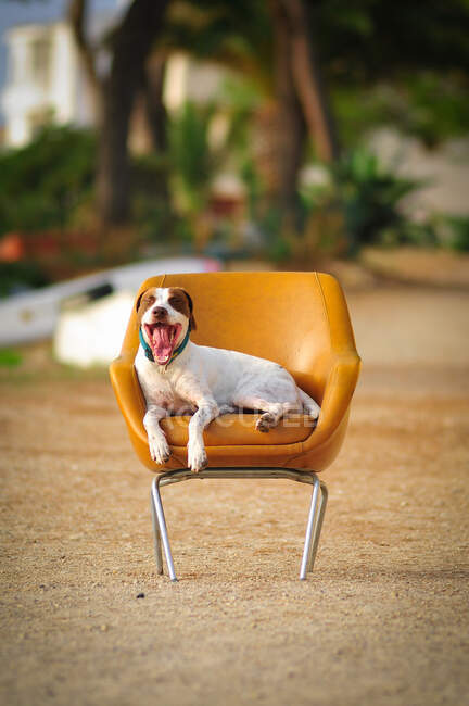 Alegre Jack Russell Terrier con la boca abierta y la lengua hacia fuera sentado en la silla en la playa con los ojos cerrados - foto de stock