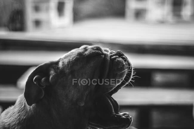 Bulldog de pura raza con la boca abierta y los ojos cerrados bostezando en casa - foto de stock