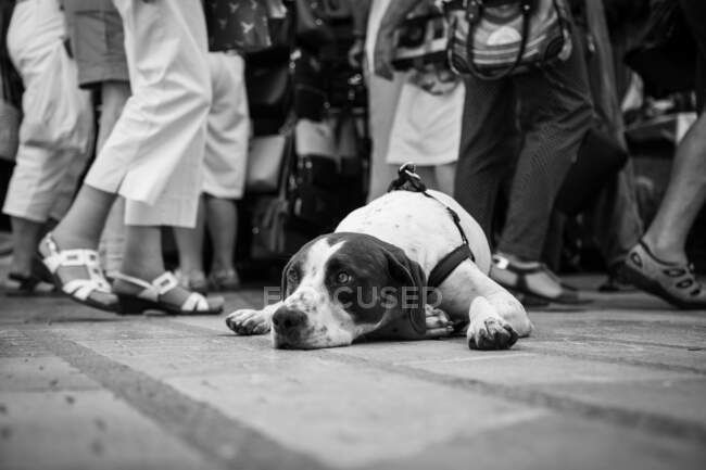 Несчастный Джек Рассел Терьер с ремнями безопасности лежит на земле на улице глядя в сторону — стоковое фото