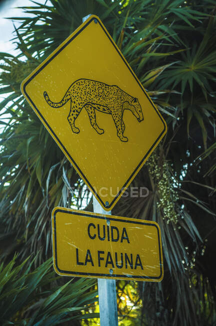From below of warning road sign with cheetah on post informing of wildlife in jungle — Stock Photo