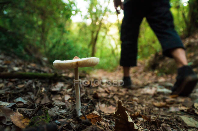Faceless man walking by white mushroom in green jungle forest on sunny day — Stock Photo