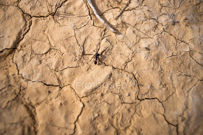 From above of black ant on dried cracked surface of ground with tire tracks in Bardenas Reales in Spain — Stock Photo